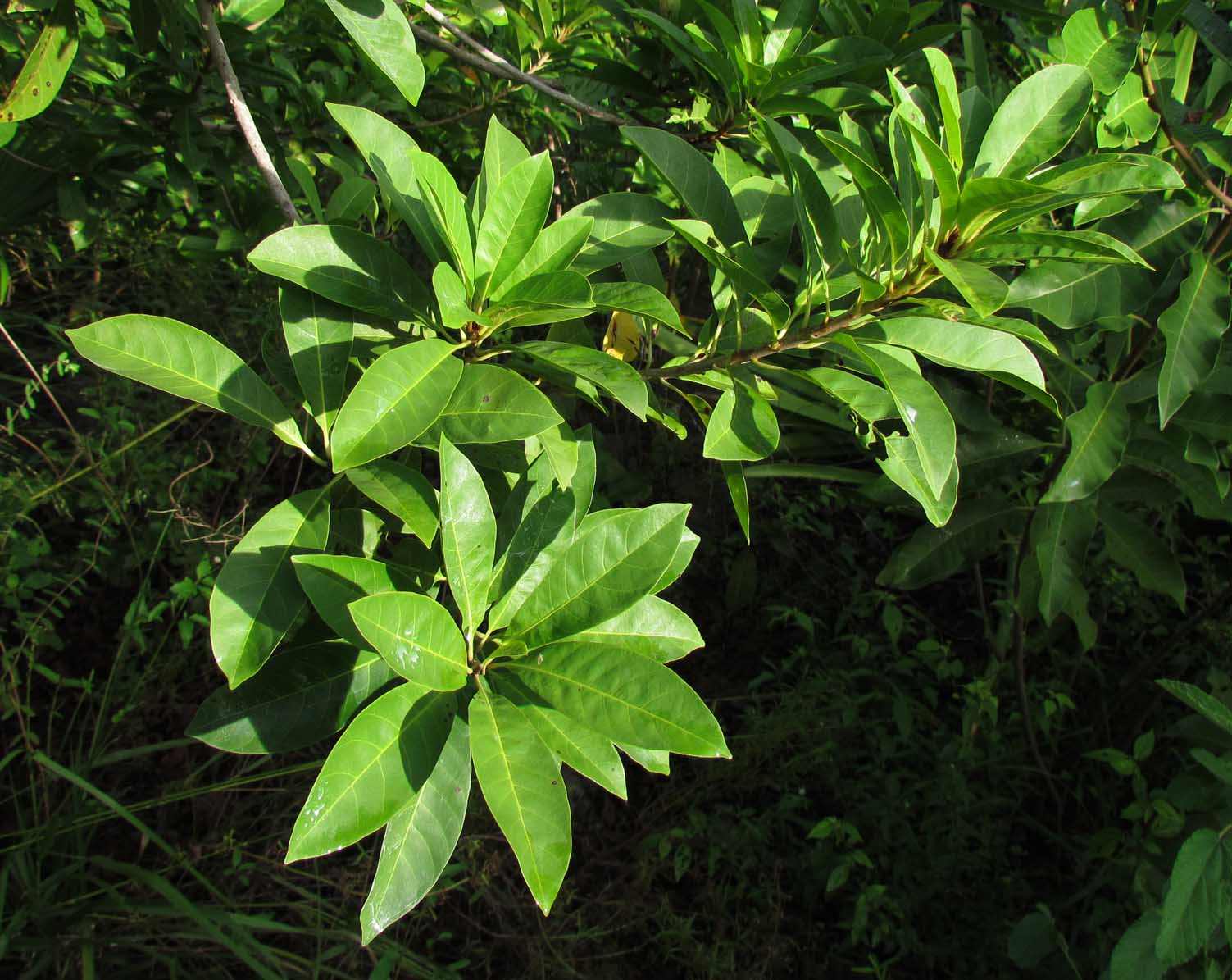 Pouteria campechiana